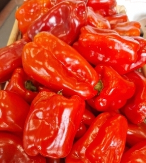 Pepper - Red Bell